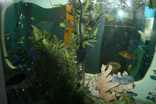 Pre-School-Toilet-Fishtank-1opt